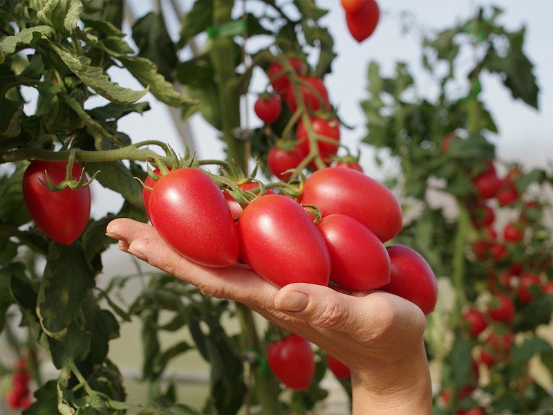 Партнер Томат ЧЕРРИ СОКОТРА F1 ^(5шт) 2-ной пак, изображение 4