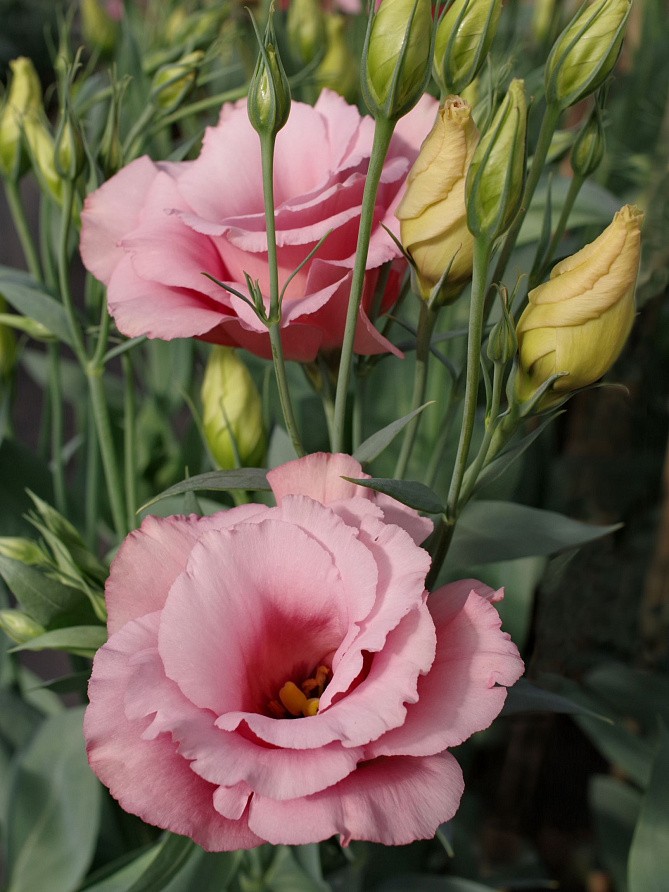 Партнер Эустома F1 срезочная махровая МАДАМ ШАНТАЛЬ ^(5шт в амп), изображение 1