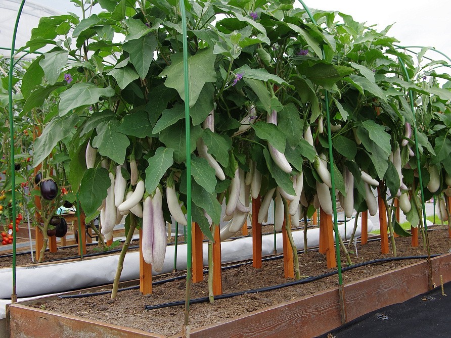 Партнер Баклажан ВИТАЛИК F1 ^(10шт) 2-ной пак, изображение 6