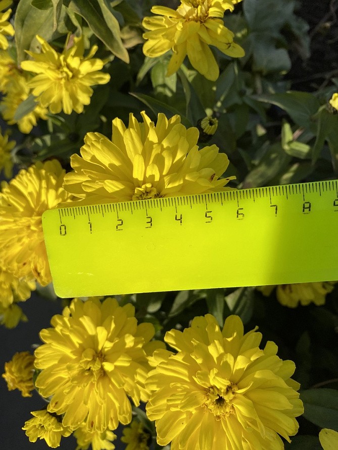 Партнер Цинния МЕДОВАЯ КОВРИЖКА / мариландская махровая ^(5шт), изображение 7