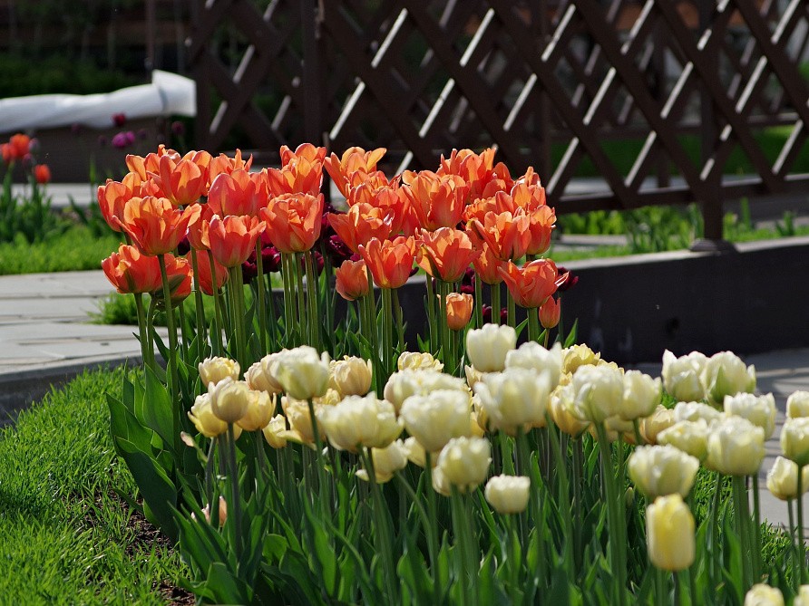 Партнер Тюльпан махровый ранний Монте Оранж ^(5шт/уп), изображение 2