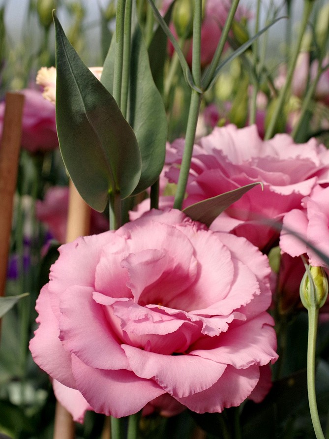 Партнер Эустома F1 срезочная махровая МАДАМ ДЖЕЙН ^(5шт в амп), изображение 1