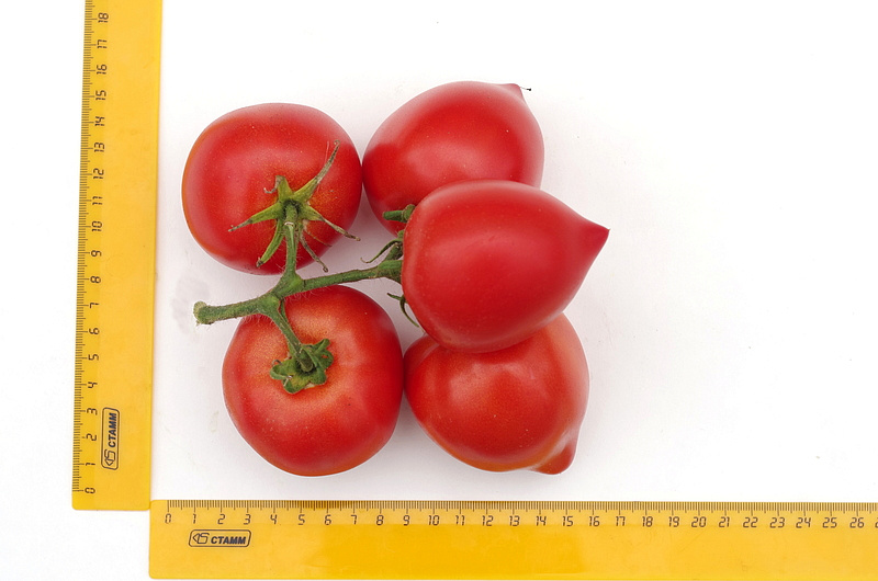 Партнер Томат ПИКАДОР F1 ^(0,05г) 2-ной пак, изображение 2