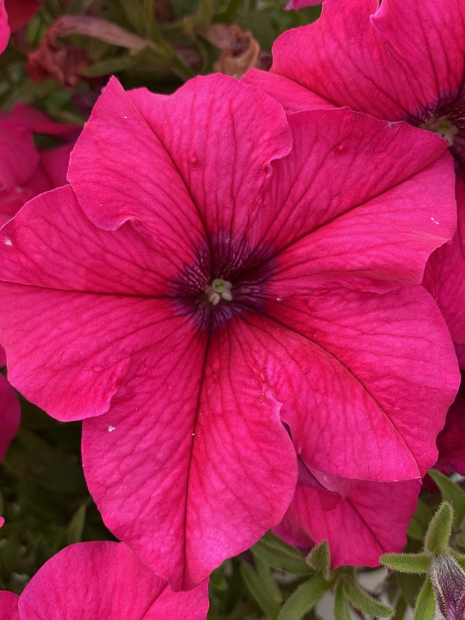 Партнер Петуния серия "Кэнди" ФРЕДЕРИКА F1 / крупноцветковая прямостоячая^(5шт в амп), изображение 5