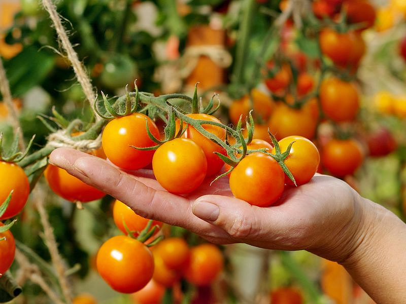 Партнер Томат ЯНТАРНАЯ КАПЛЯ F1 ^(10шт) 2-ной пак, изображение 4