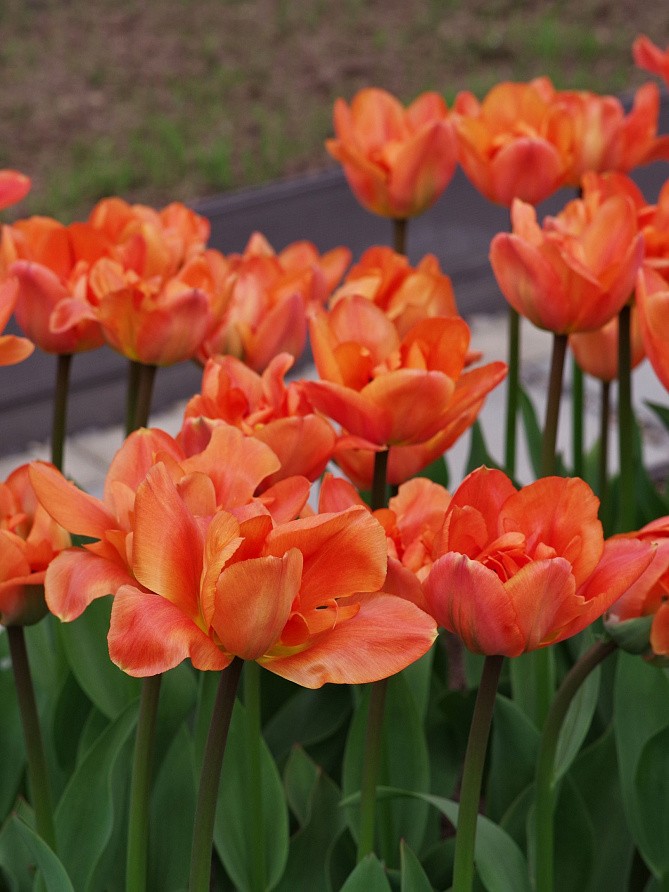 Партнер Тюльпан махровый ранний Монте Оранж ^(5шт/уп), изображение 3