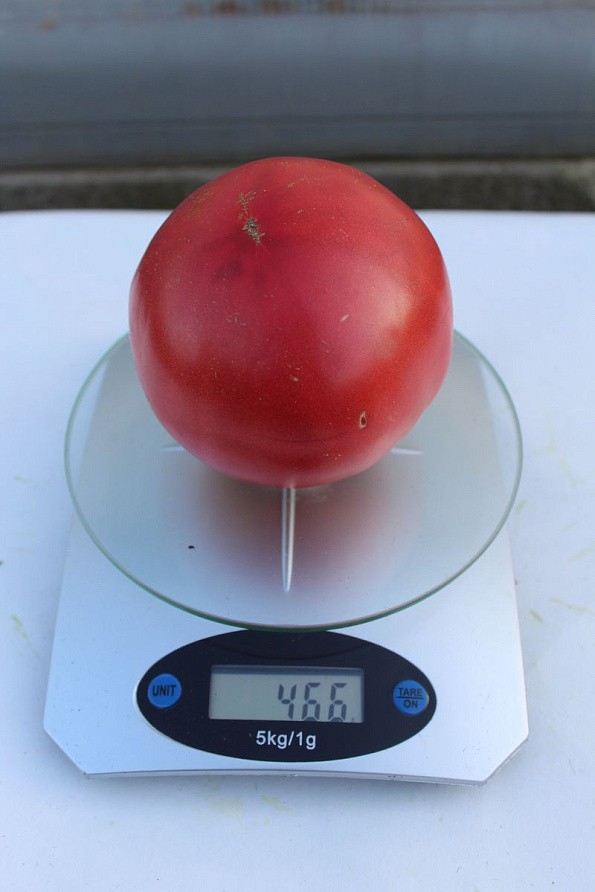 Партнер Томат ЛАДЬЯ ^(10шт) 2-ной пак, изображение 4