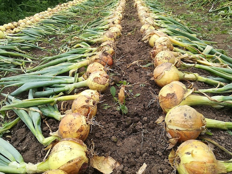 Партнер Лук репчатый ШЕТАНА МС ^(1г), изображение 1