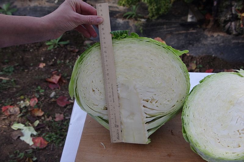 Партнер Капуста б/к КИЛАТОН F1 ^(10шт в амп), изображение 5