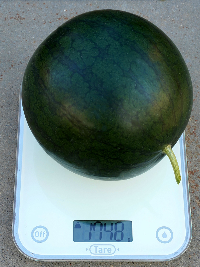 Партнер Арбуз ДИНАМИТ F1 ^(5шт) 2-ной пак, изображение 4