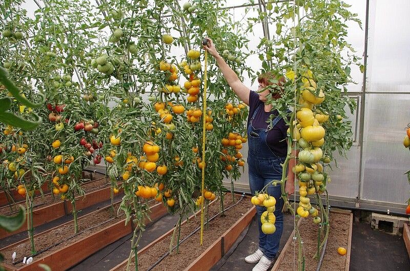 Партнер Томат АЗОЮШКА ^(10шт) 2-ной пак, изображение 2