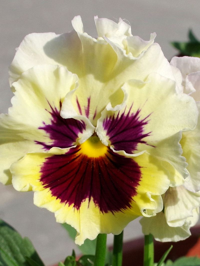 Партнер Виола F1 бахромчатая срезочная ЭПОХА БАРОККО ^(10шт в амп), изображение 4