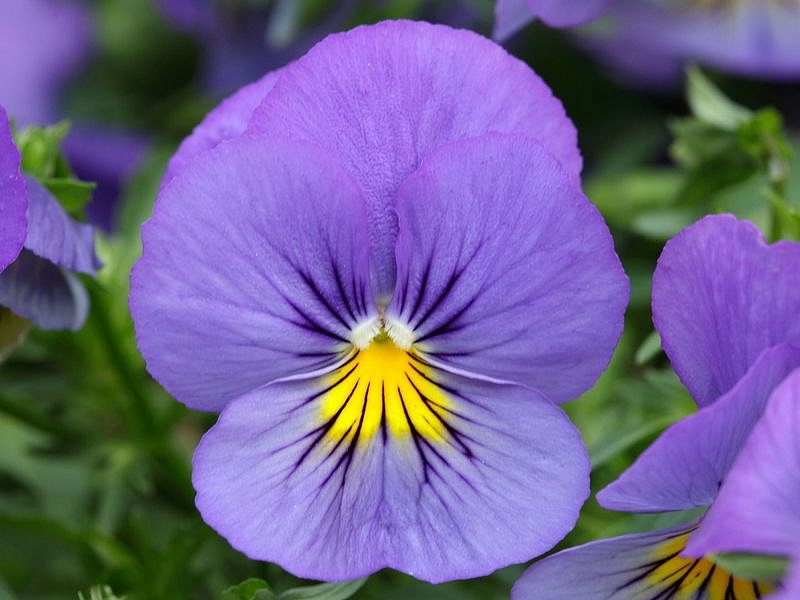 Партнер Виола F1 ампельная КУЛ ВЭЙВ БЛЮ СКАЙС ^(5шт в амп), изображение 1