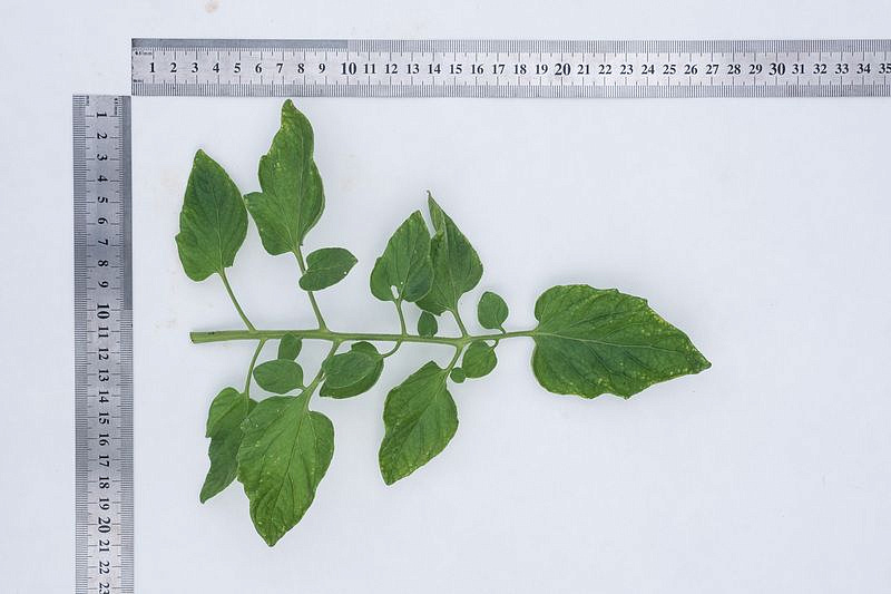 Партнер Томат ЧЕРРИ ОРАНЖЕВЫЙ ЗЕМЛЕДЕЛЕЦ F1 ^(0,05г) 2-ной пак, изображение 2