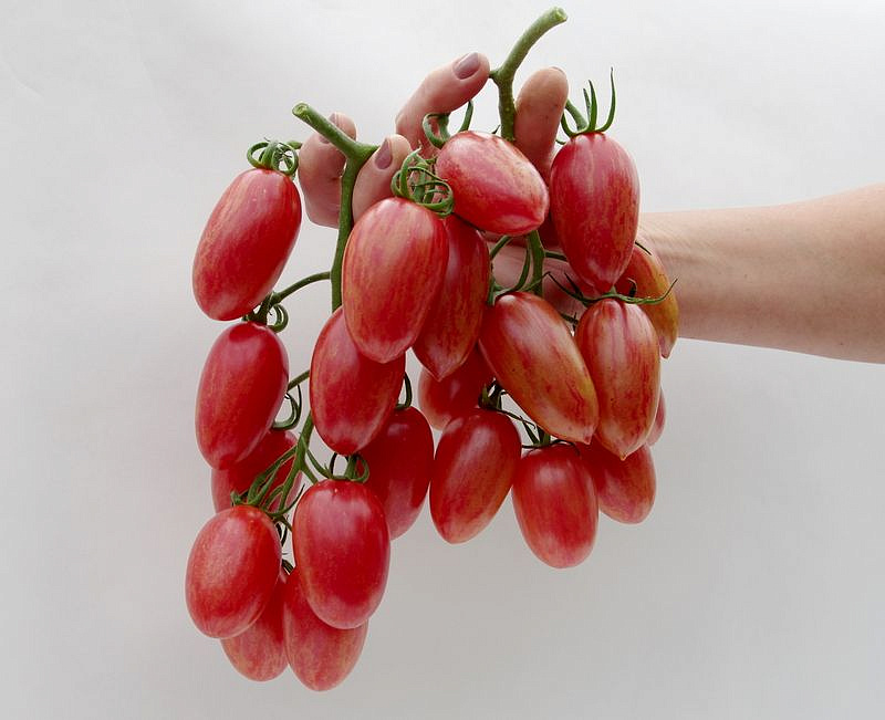 Партнер Томат РОЗОВЫЙ КОТЯ F1 ^(10шт) 2-ной пак, изображение 4