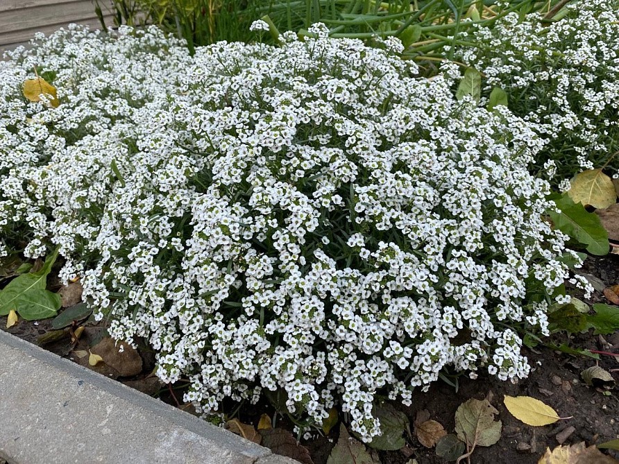 Партнер Алиссум ампельный СНОУ ВЭЙВ ^(10шт в амп), изображение 1
