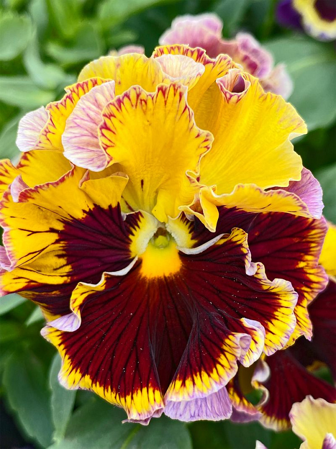 Партнер Виола F1 бахромчатая срезочная ЭПОХА БАРОККО ^(10шт в амп), изображение 1