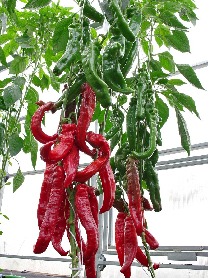 Партнер Перец РУБИНЕ F1 ^(5шт) 2-ной пак, изображение 4