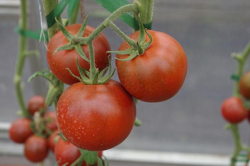 Партнер Томат ВЕНДЕТТА F1 ^(5шт) 2-ной пак, изображение 1