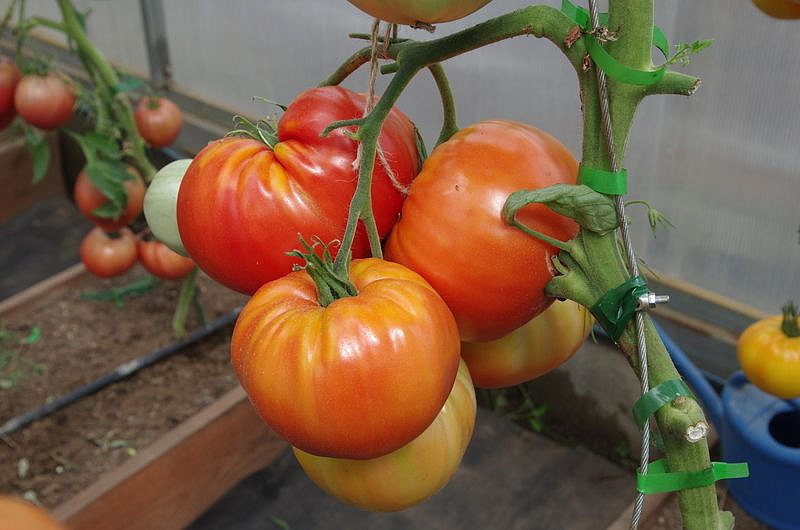 Партнер Томат ЛЕГЕНДА КОКТЕБЕЛЯ ^(10шт) 2-ной пак, изображение 1