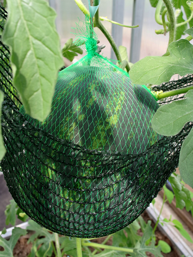 Партнер Арбуз АЗИЛЬ F1 ^(5шт) 2-ной пак, изображение 2