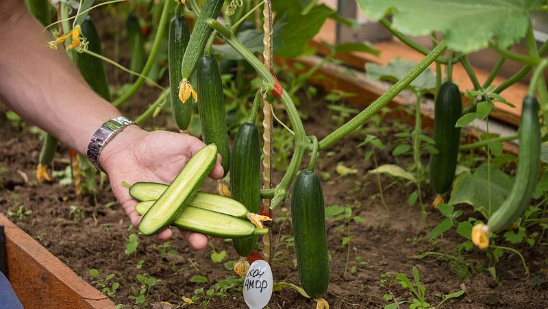 Партнер Огурец КОН АМОР F1 ^(5шт), изображение 2