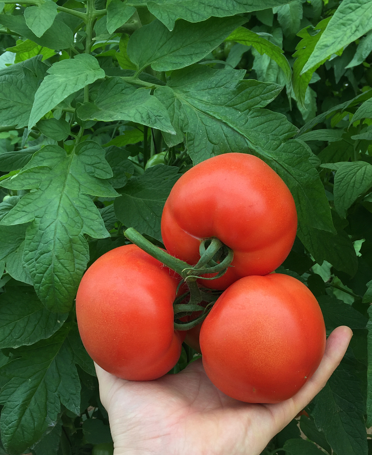 Партнер Томат КАСТЕЛЬЯНО F1 ^(5шт) 2-ной пак, изображение 8