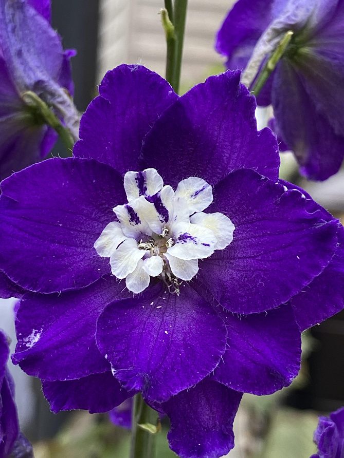 Партнер Дельфиниум F1 новозеландский ПЕРПЛ ПЕЙШН ^(3шт), изображение 6