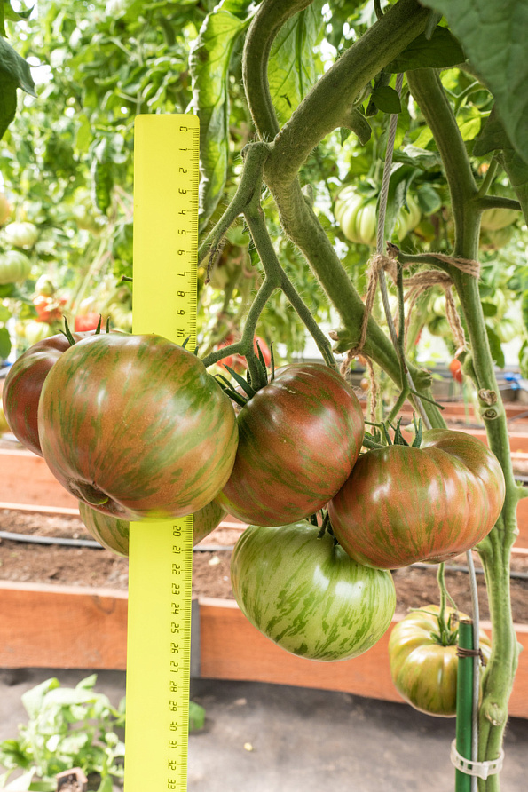 Партнер Томат ПОЛОСАТЫЙ ШОКОЛАД ^(10шт) 2-ной пак, изображение 9