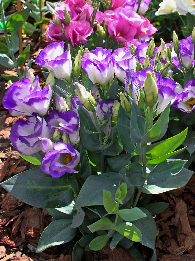 Партнер Эустома F1 карликовая МИСС НОРА БАРЛОУ ^(5шт в амп), изображение 1