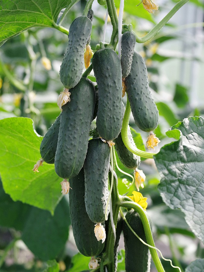 Партнер Огурец ФУЛ ХАУС F1 ^(5шт), изображение 2