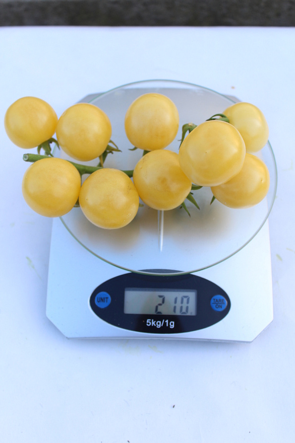 Партнер Томат ДОКТОР КЭРОЛИН ^(10шт) 2-ной пак, изображение 8