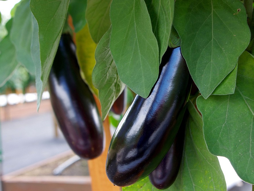 Партнер Баклажан АНДРЮША F1 ^(10шт) 2-ной пак, изображение 2