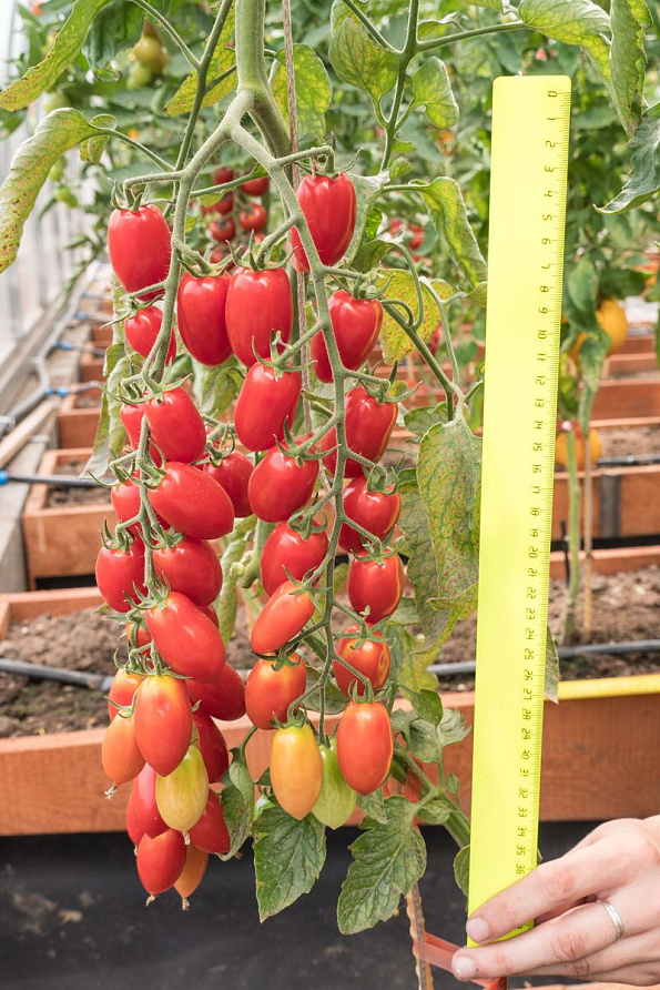 Партнер Томат ЧЕРРИ ВАШЕ БЛАГОРОДИЕ F1 ^(5шт) 2-ной пак, изображение 3