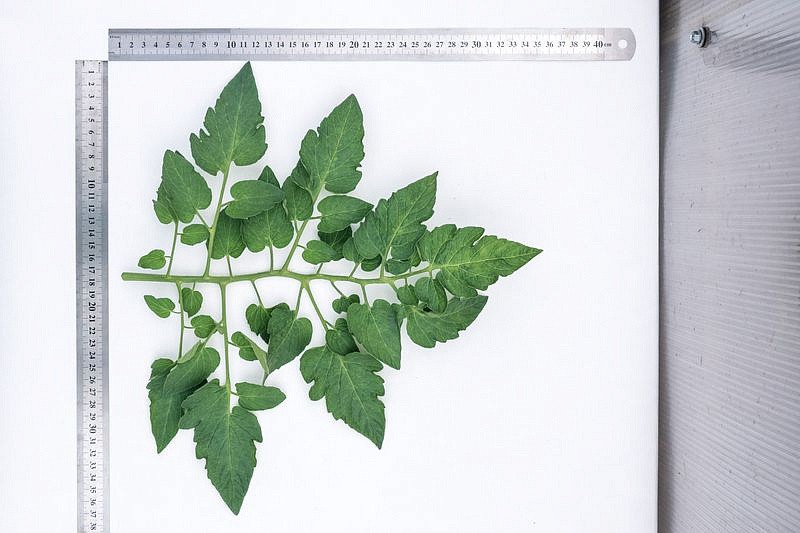 Партнер Томат ЧЕРРИ ПЛАЗА F1 ^(5шт) 2-ной пак, изображение 2
