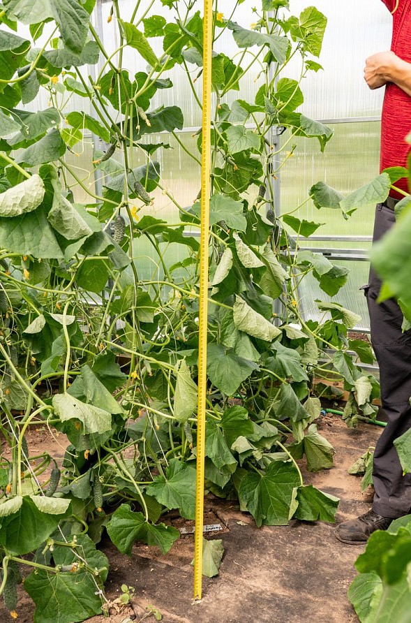 Партнер Огурец ДИРЕКТОР F1 ^(5шт), изображение 2