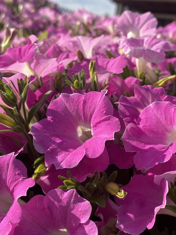 Партнер Петуния серия "Лагуна" АЛЬБЕРТИНА F1 / многоцветковая каскадно-ампельная^(5шт в амп), изображение 2