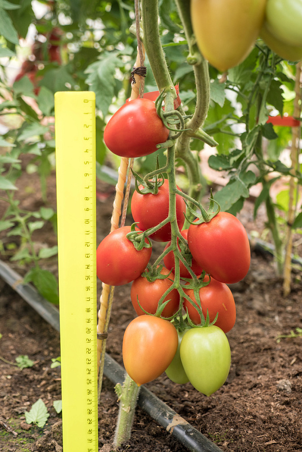 Партнер Томат МАРСЕЛОН F1 ^(5шт) 2-ной пак, изображение 6