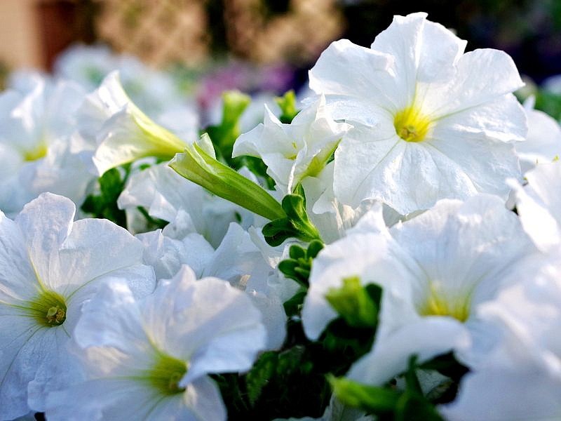 Партнер Петуния серия "Супремо" ИЗАДОРА F1 / крупноцветковая полуампельная^(5шт в амп), изображение 2