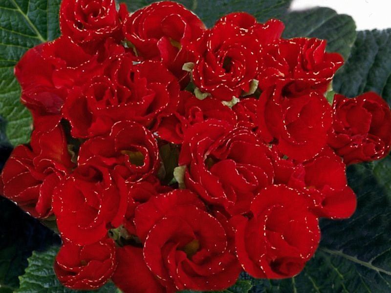 Партнер Примула F1 махровая серия "Тет-а-тет" СЛАДКИЕ ВАЛЕНТИНКИ ^(5шт в амп), изображение 1