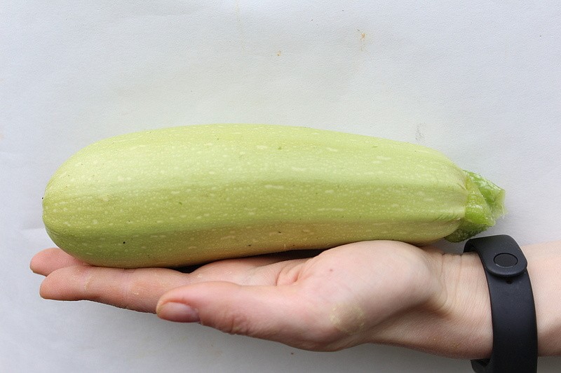 Партнер Кабачок МАЭСТРО F1 ^(10шт), изображение 1