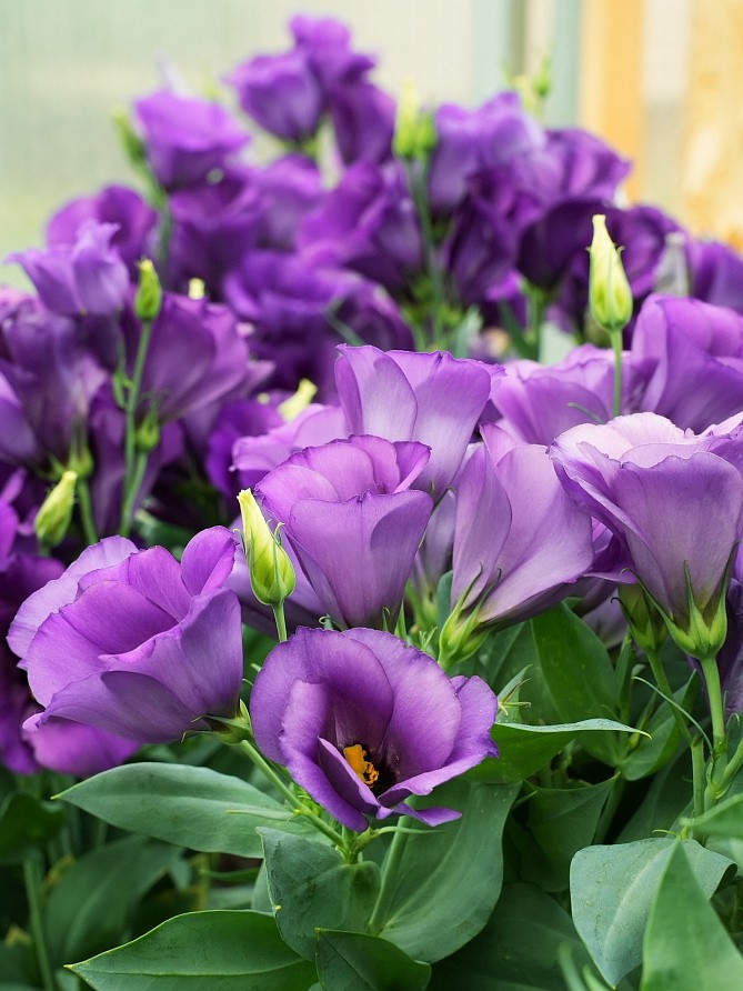 Партнер Эустома F1 карликовая МИСС БЕТТИ ^(5шт в амп), изображение 3