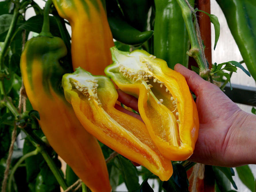 Партнер Перец ЖЕЛТАЯ КАПИЯ F1 ^(5шт) 2-ной пак, изображение 6