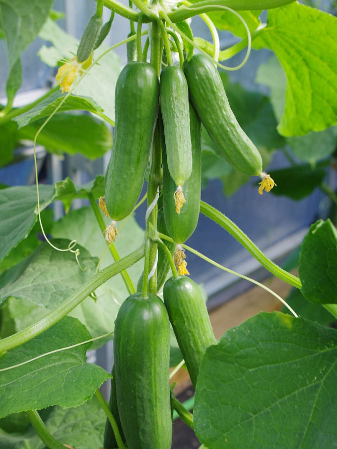 Партнер Огурец МАРИНИН F1 ^(5шт), изображение 2