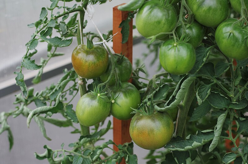 Партнер Томат НИАГУС ^(10шт) 2-ной пак, изображение 3