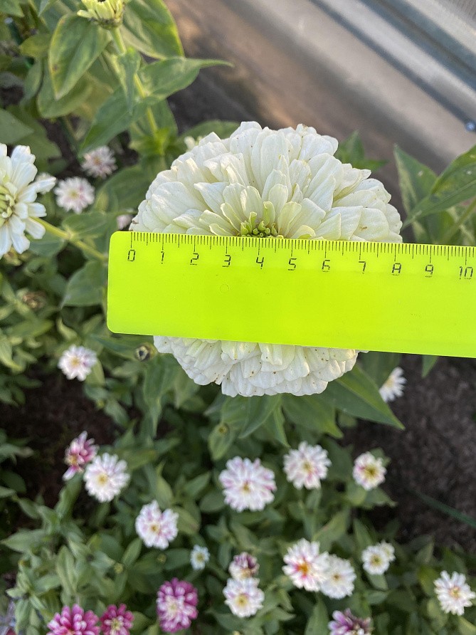 Партнер Цинния F1 БЕЛЫЙ АНТИК / георгиновидная ^(4шт) , изображение 5