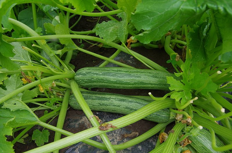 Партнер Кабачок ЗЕБРА ^(10шт), изображение 1