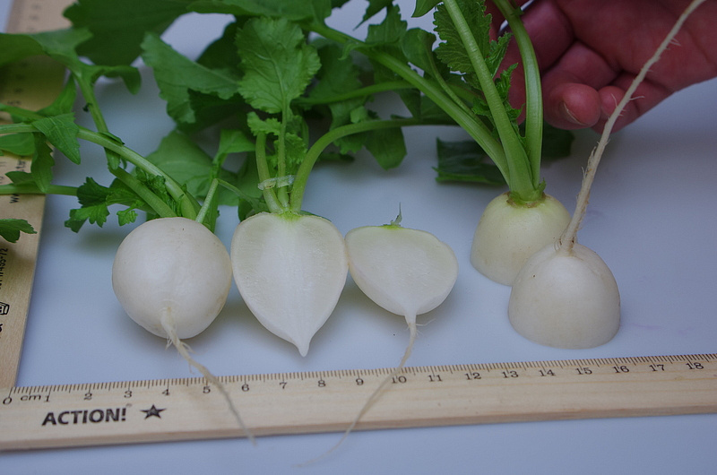 Партнер Редис СНЕЖОК ^(2г), изображение 3