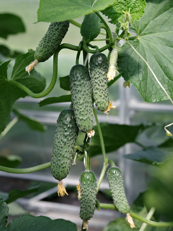 Партнер Огурец ДРУЖНЫЙ F1 ^(10шт), изображение 1