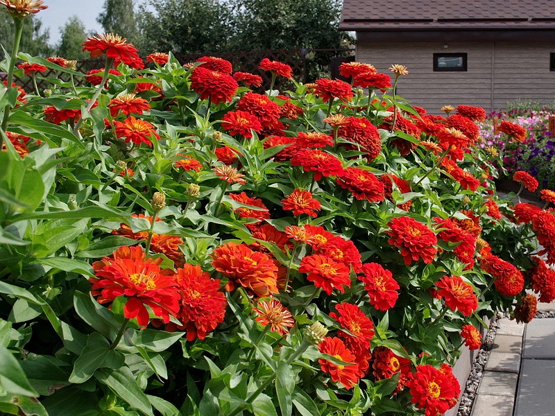 Партнер Цинния F1 САНГРИЯ / георгиновидная ^(4шт) , изображение 6